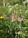 A ras de terre aussi, il y a de jolies choses (dactylhorhizes de Mai, Dactylorhiza fistulosa)