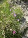 La tête baissée sous le vent, ça permet de voir les fleurs, comme ces beaux asters (Aster alpinus) au coeur jaune.