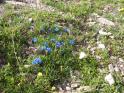 Gentianes printanières (Gentiana verna), un peu pâlichonnes aussi.