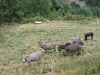 Surtout des ânes Cotentin ou de Provence, avec la croix de  Saint-André ...