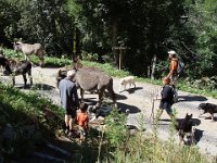 ... par leur propriétaires et les chiens.