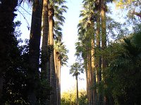 Conçu entre 1838 et 1840 à l'instigation de la reine Amalia d'Oldenbourg, épouse du roi Othon Ier de Grèce, le jardin a été créé par le botaniste allemand Frederick Schmidt.