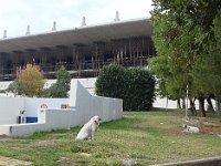 Auprès du stade Karaïskaki, ces toutous se moquent bien de la tragédie commémorée ici chaque année (en 1981, 21 spectateurs y meurent écrasés à la suite d'un mouvement de foule dans l'escalier de la Porte 7 restée fermée par erreur).