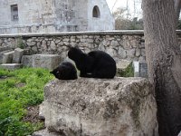 Mais les chats n'en ont cure, du moment qu'il y a des pierres bien tièdes.