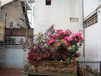 Le climat semble convenir aux hortensias, dans le passage de Marcilly.