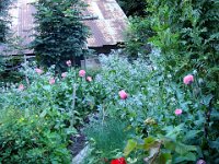 On va quand même voir leur « jardin de curé » foisonnant sur la terrasse.