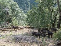 ... d'être loués pour porter les sacs de randonneurs fatigués d'avance.