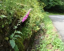 10 Une Digitalis purpurea. Jolie, mais toxique.