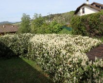 01 Avant de partir, un dernier tour dans le jardin. Les lauriers sont bien fleuris...