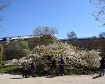 02 Cette année, nous sommes juste à temps pour la floraison du cerisier du Japon.