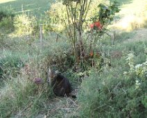 02 ... et une fois de plus nous abandonnons nos chats. Mais Koschka a déjà rejoint son coin préféré au pied du rosier.