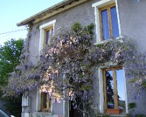 54 Chez Thérèse la glycine est encore en fleur.