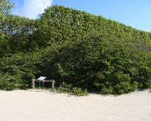 06 La floraison du fameux cerisier du Japon est largement passée (c'était plutôt fin mars).