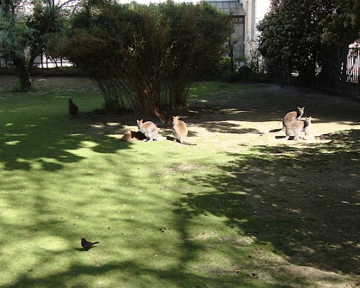 Jardin des plantes