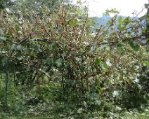 01 Comme l'année dernière l'actinidia a bien souffert. Il n'y aura pas beaucoup de kiwis.