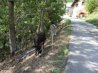 Retour en stop à Saint-Christophe, ce qui nous permet de dire bonjour aux ânes ...
