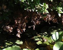 01zoom En ce juillet très chaud et sec, les arbustes souffrent, mais les grenouilles se régalent d'insectes ...