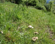02 ... et même quelques champignons.
