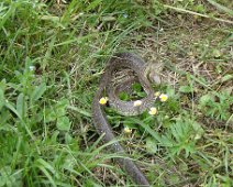 04 zoom ... cette grande vipère.