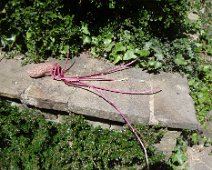 09 Bon moment pour planter cette patate oubliée ...