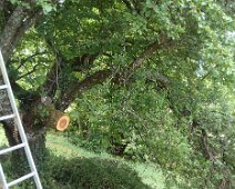 00c ... mais, il a falllu le soulager en coupant quelques branches.