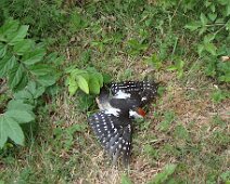 01 Ce pic épeiche s'est assommé contre la vitre. Soulé de prunes ?