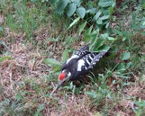 02 Mais il s'en remet et ne tarde pas à s'envoler.