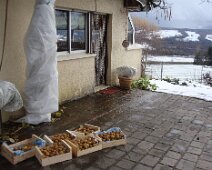 00 À Groisy, belle récolte de kiwis (27 Kg).