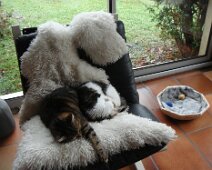 11 Mais cela indiffère les chats, qui cherchent juste la meilleure place. Ici ?