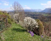 20 Idem pour le petit jeune. Et aussi les Aubrieta mauves...
