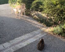 Sous l'œil indifférent des chats ...