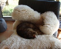 Une fois de plus nous abandonnons nos chats... Une fois de plus nous abandonnons nos chat...